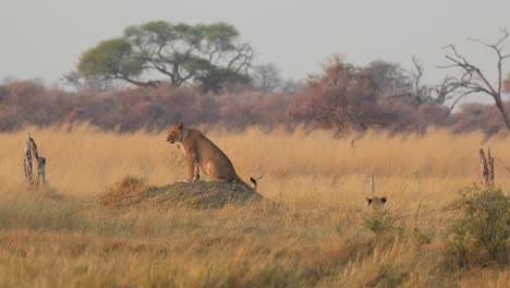 una leona caliente sentada en un montículo de termitas, girando para mirar el paisaje verde y dorado a su alrededor, khwai botswana