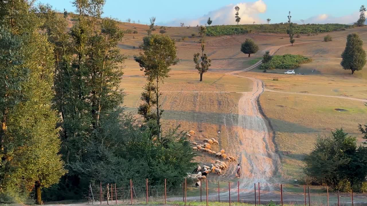 농업 도로, 언덕 길, 경치 좋은 자연 풍경, 목축, 목자, 가축, 혼자, 나무 그림자, 해가 지는 황금 시간, 결혼식 장면, 비디오 클립, 장소, 이란의 관광 명소