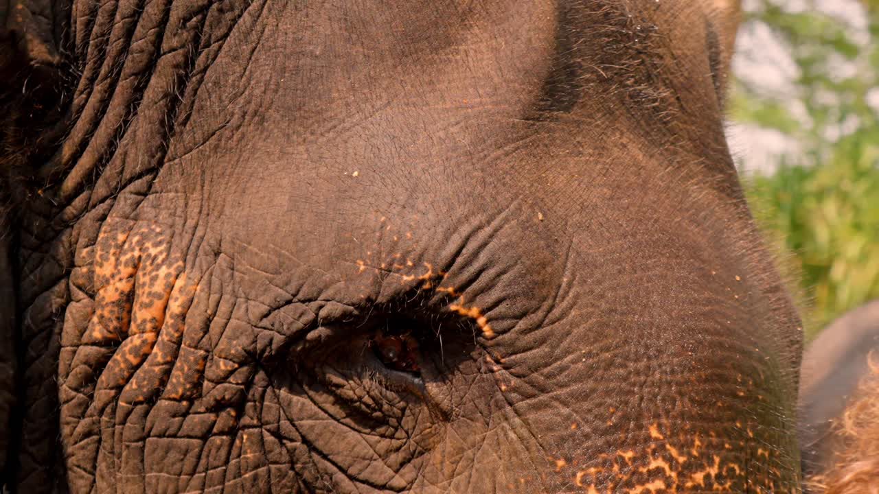 A detailed close-up of an Asian elephant in its natural habitat in Sri Lanka, showcasing the texture of its skin and the expressive features of this majestic and endangered species.