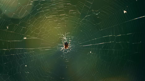 Forest-insect-hanging-cobweb-in-sunlight-wild-woods-countryside.-Forest-life.