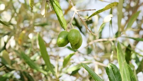 green olives hanging in a tree in an olive grove