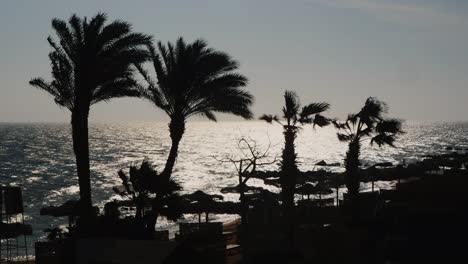 Silhouettes-Of-Palm-Trees-Against-The-Background-Of-The-Morning-Sea