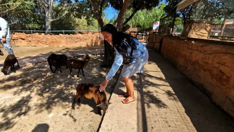 woman bends over to feed and pet cute baby goats in a petting zoo