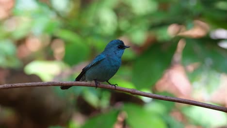 perchado en una vid horizontal como una hormiga negra se acerca como se ve desde su espalda, se da la vuelta mirando hacia la derecha y vuela hacia la derecha, verditer flycatcher eumyias thalassinus, tailandia