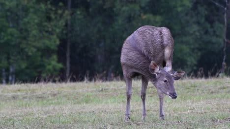 Der-Sambarhirsch-Ist-Aufgrund-Von-Lebensraumverlust-Und-Jagd-Eine-Gefährdete-Art