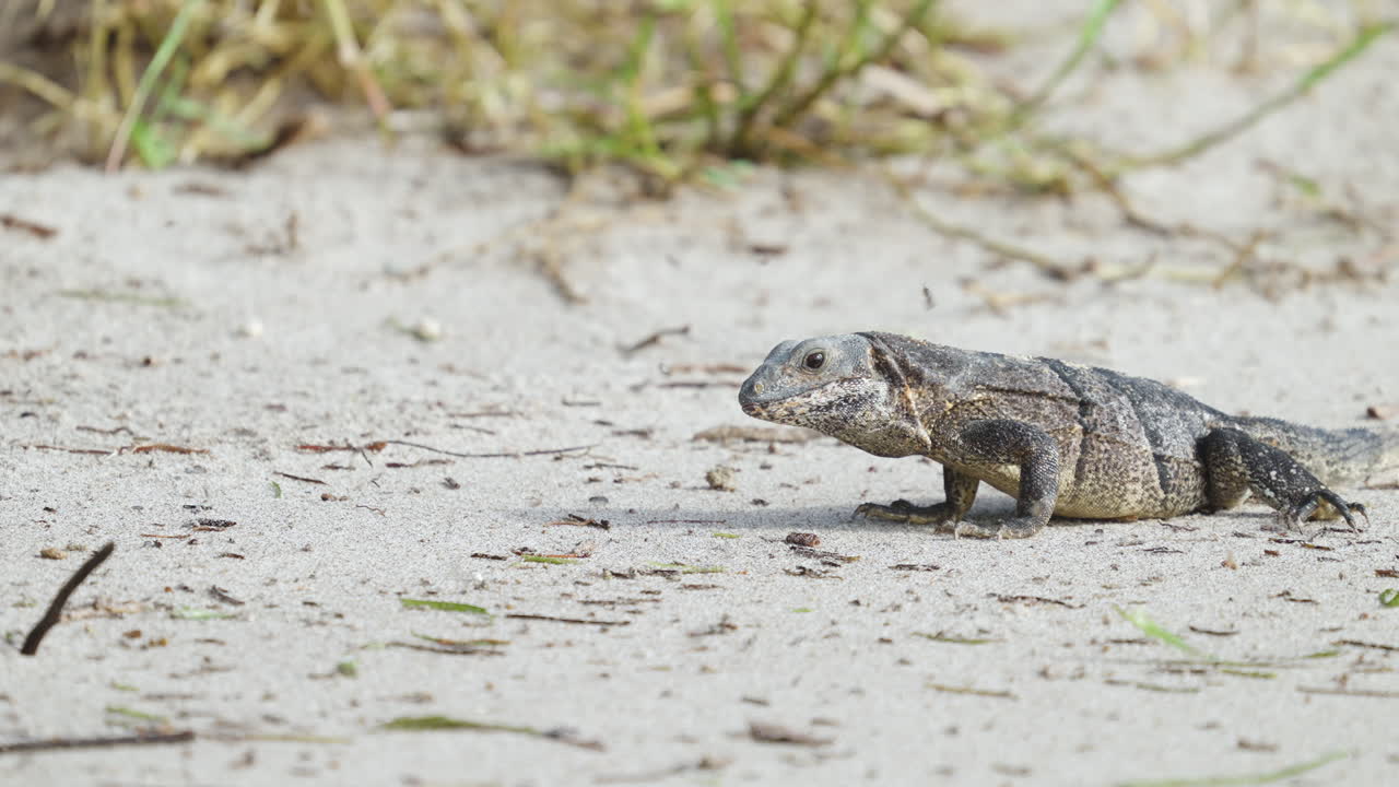Iguana on Beach with Sand Fleas Jumping 3