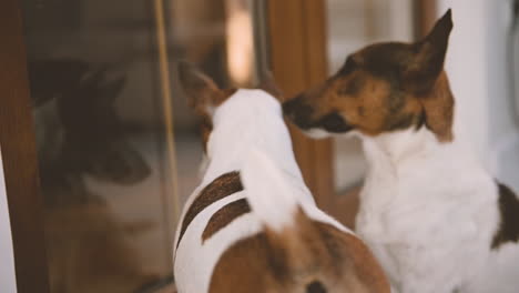 camera focuses closely on two dogs walking in the living room at home