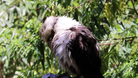 kookaburra preening feathers amidst lush green foliage