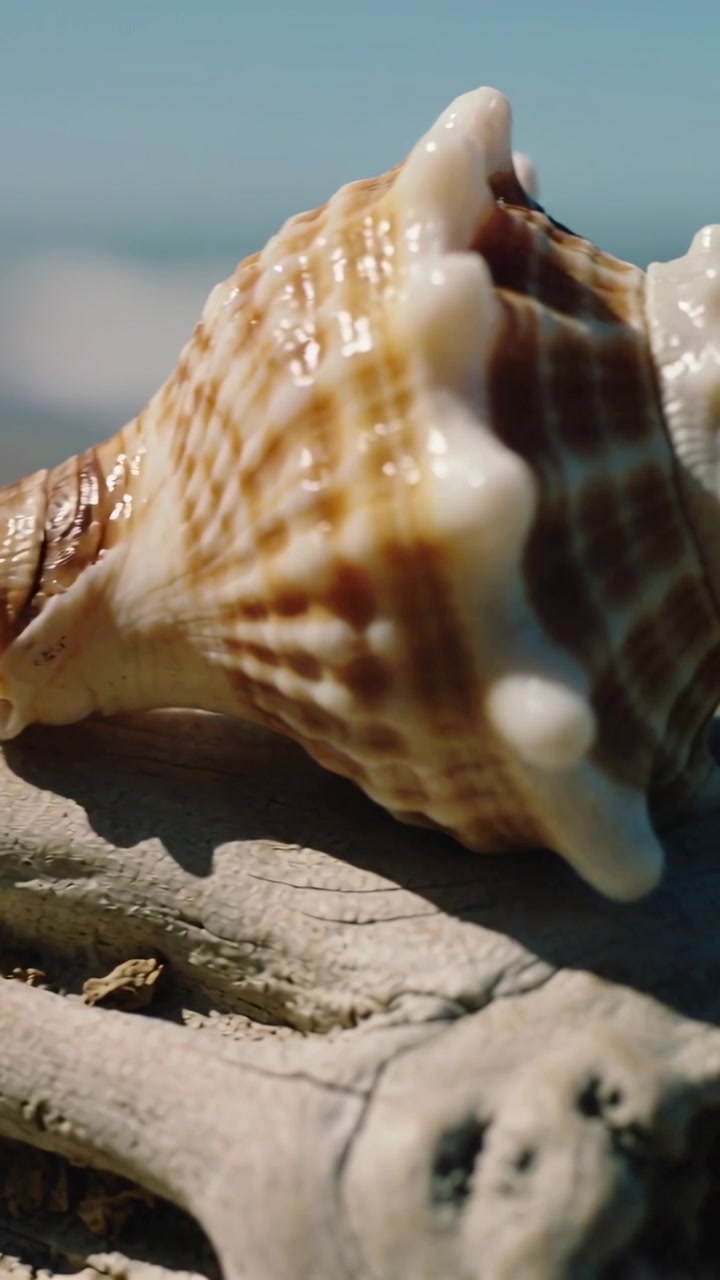 Vertical video: Starting shot, camera moving closer showing conch on driftwood at shore, copy space