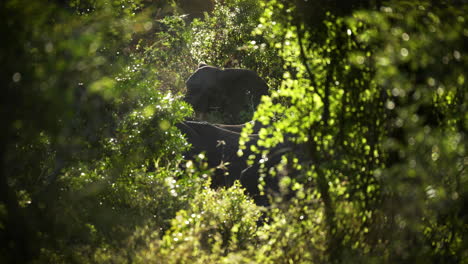 An-elephant-moving-through-the-African-bush-in-a-wide-shot-beautifully-framed-by-a-dense-green-leafy-landscape-in-a-soft-sunrise-sunset-lighting