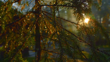 slow slide shot of forest sunset though close-up of conifer tree branches in ruovesi finland