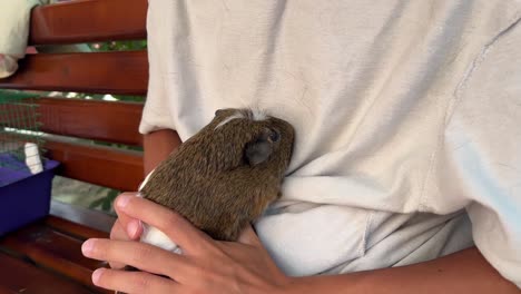 boy holding a guinea pig