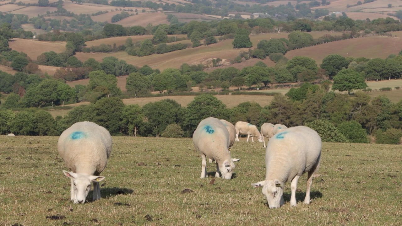 Pecore al pascolo su erba corta di montagna durante una lunga estate secca. Powys, Galles. 2026