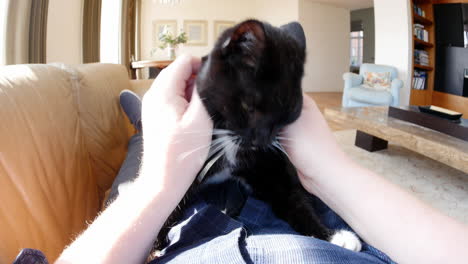 point of view of man relaxing and stroking pet cat