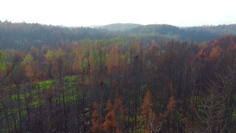 Approaching-drone-shot-of-the-colourful-woodlands-growing-back-after-the-seasonal-forest-fires-in-the-mountain-ranges-of-Toronto,-in-Canada