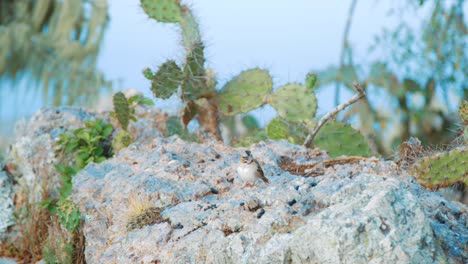 Gorrión-De-Collar-Rufo-Sentado-En-Una-Roca-En-Un-Paisaje-De-Cactus-Borroso