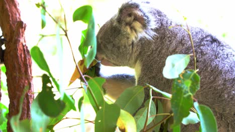 lindo koala herbívoro, phascolarctos cinereus agarrando con su pata, comiendo deliciosas hojas frescas de eucalipto en el santuario de vida silvestre, especies animales nativas australianas