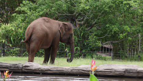 an elephant strolls along a tranquil forest lake