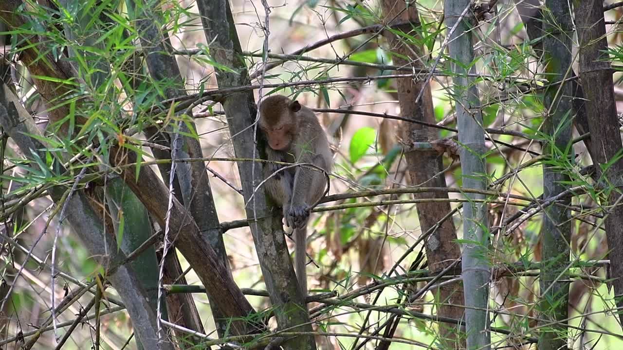 The Long-tailed Macaques are the easiest monkeys to find in Thailand as they are present at temple complexes, national parks, and even villages and cities