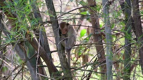 Los-Macacos-De-Cola-Larga-Son-Los-Monos-Más-Fáciles-De-Encontrar-En-Tailandia,-Ya-Que-Están-Presentes-En-Complejos-De-Templos,-Parques-Nacionales-E-Incluso-Pueblos-Y-Ciudades