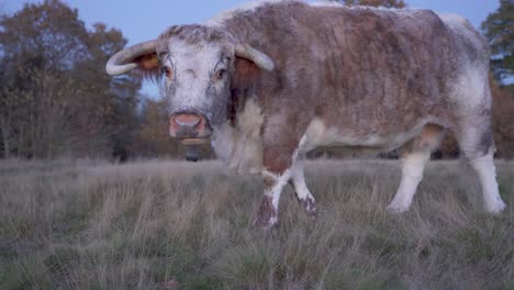 a lone english longhorn cow staring at the camera curiously and chewing