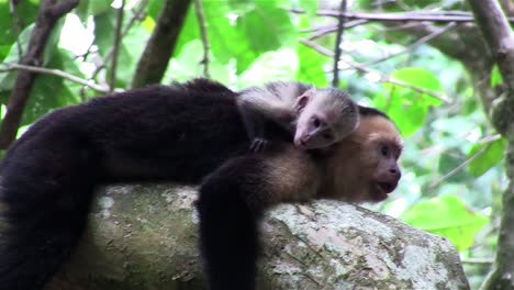 two capuchin monkeys play in a tree