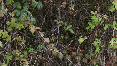 Azure-winged-magpie,-eating-red-wild-berries-from-the-bush