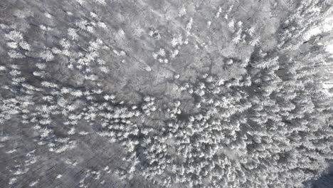 aerial shot of hardwood and coniferous forest covered in snow, majestic winter landscape