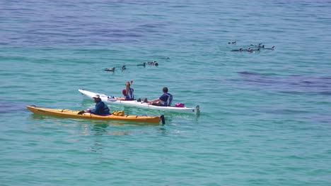 kayakers paddle past jackass black footed penguins swimming in the atlantic ocean waters off south africa