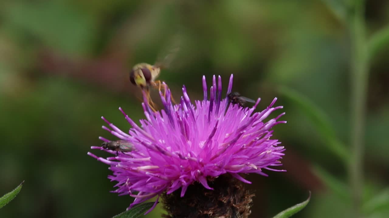 호버플라이 와 작은 파리 가 푸드 꽃 인 센타우레아 니그라 를 먹고 있다