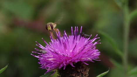 a hoverfly and a small fly feeding on a knapweed flower, centaurea nigra