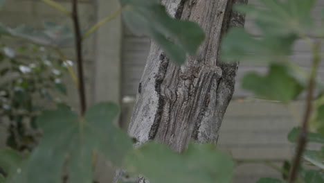 Close-up-through-leaves-of-an-old-weathered-fig-tree-trunk