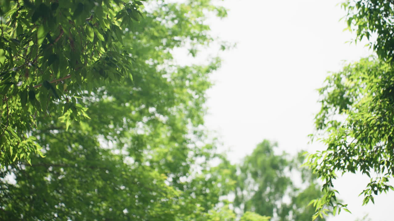 Upper view of tree branches swaying gently in breeze as woman walks along green alley in casual wear, sunlight filtering through bright foliage creating peaceful summer