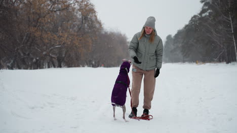 woman in grey winter coat and hat trains playful greyhound in purple jacket during snowy day in forest park, using hand gestures to guide dog s behavior, surrounded by snow-covered trees and falling snow