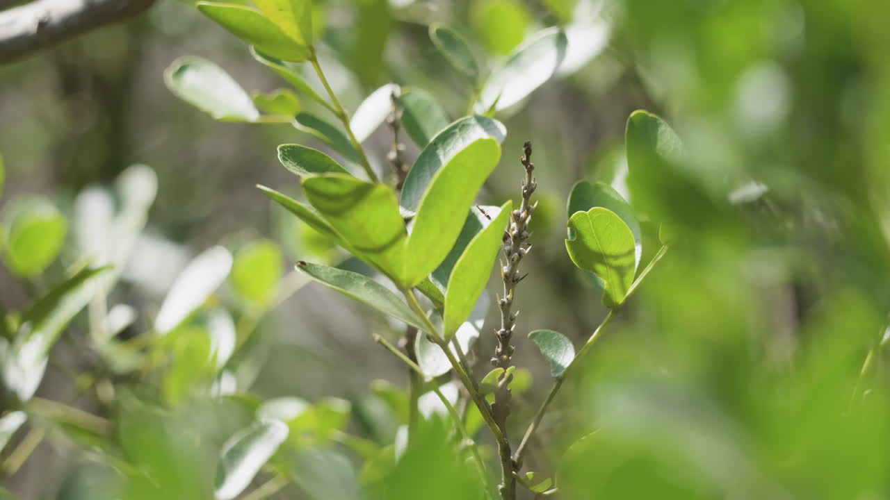 A wasp clings to a tree branch and falls off