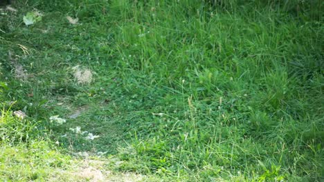 gorila 07