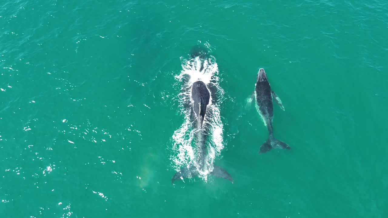 A mesmerizing aerial view of whales emerging from the water at Noosa National Park, Queensland, showcasing their impressive movements.