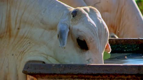 white nelore cows drinking from water source, brazil