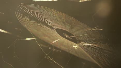 spiderweb between trees in sunlight.