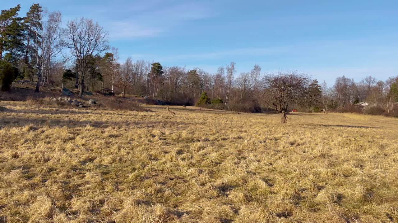 el ciervo corre a través de un campo abierto en el campo en un día despejado a principios de la primavera