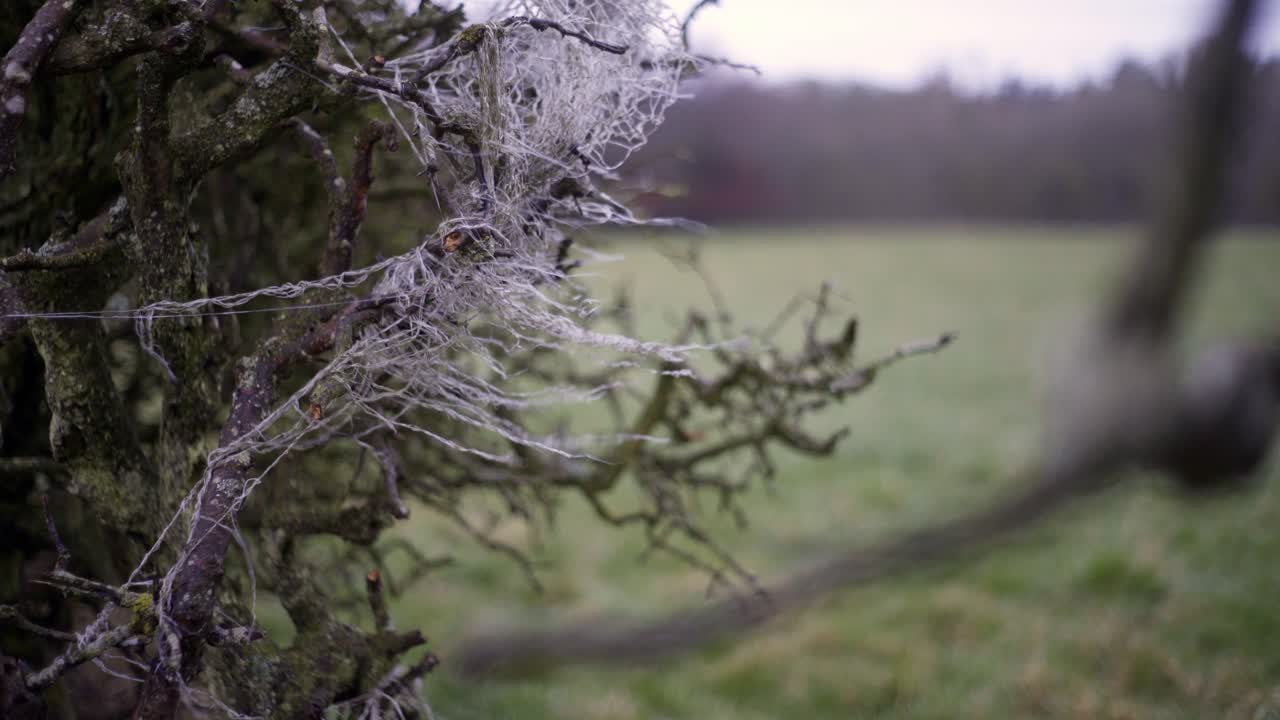 enfoque tirar disparo de una ramita en un arbusto a un poco de lana atrapado en algunas ramas soplando en el viento