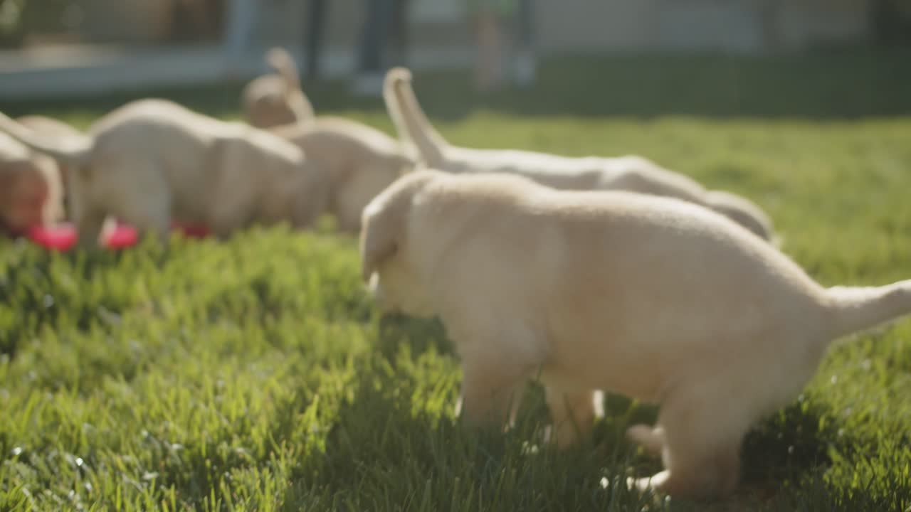Following golden lab puppies around the grass while a golden lab puppy eats some grass