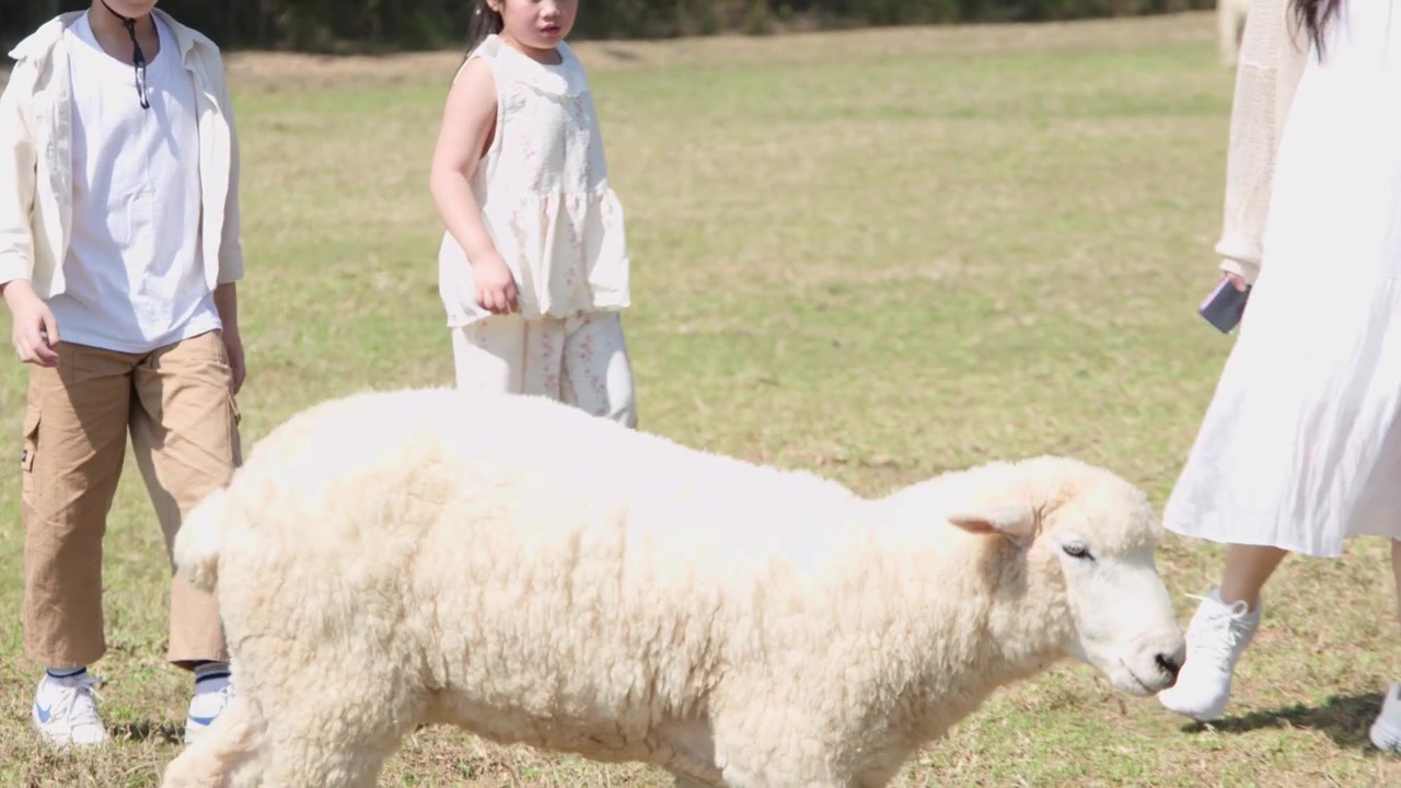 Madre e bambini camminano accanto a una pecora bianca in un campo agricolo all'aperto, luminoso e soleggiato