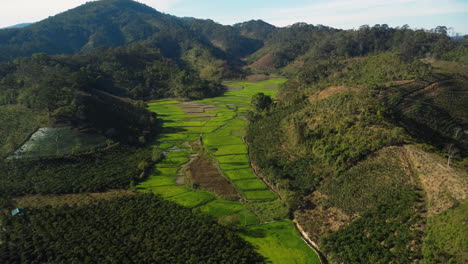 Rice-Fields-In-The-Valley-With-Mountain-Landscape-In-Ta-Nang,-Vietnam