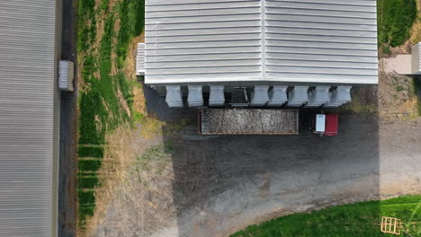 dead chickens killed after avian bird flu outbreak