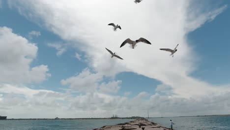 Möwen-Werden-Mit-Resten-Eines-Erfolglosen-Angeltages-Auf-Dem-Steg-In-Port-Aransas,-Texas-Am-Golf-Von-Mexiko,-Gefüttert