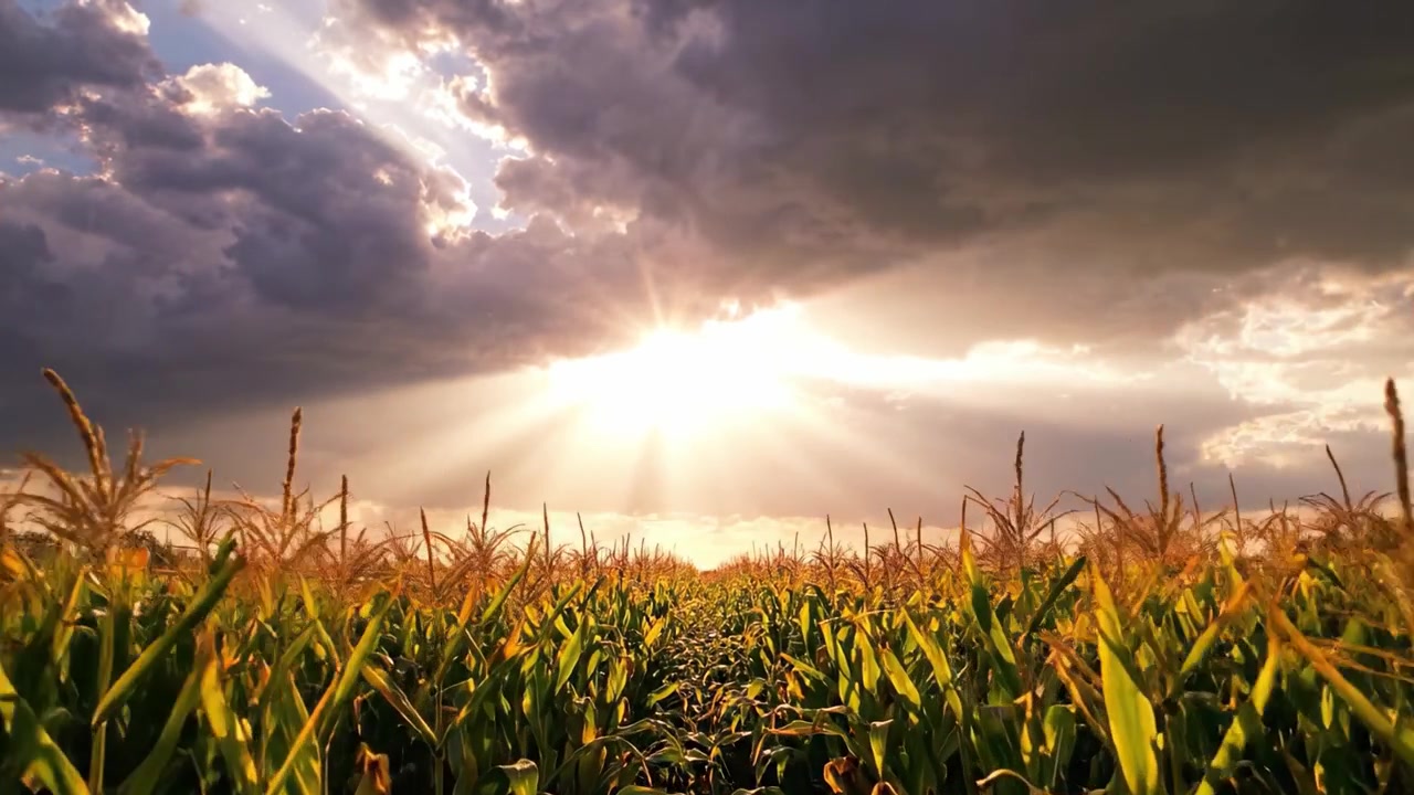 A Stunning Sunset Over a Majestic Cornfield: Nature's Harmony Between Crops and Sky as Sunlight Breaks Through Dramatic Clouds Enhancing the Rural Landscape