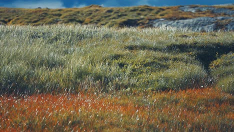 la exuberante hierba verde se balancea en el viento en la extensión de la tundra noruega.