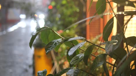 rainy street view with plants