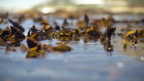 Algas-Marinas-Que-Se-Sumergen-Y-Se-Mueven-Bajo-El-Oleaje-Del-Océano-En-Un-Bosque-De-Algas-Marinas-Muy-Denso